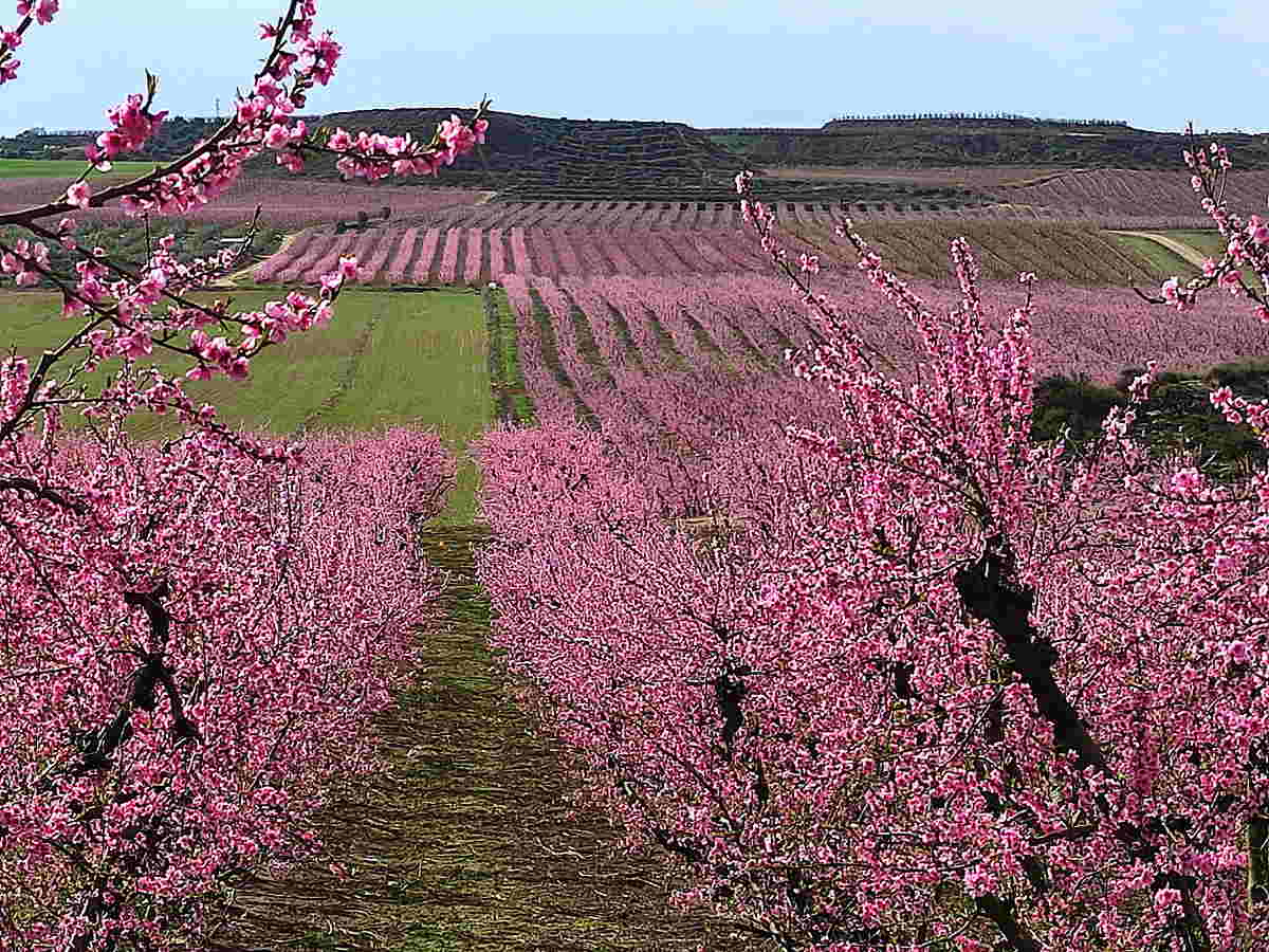 campos de frutales en flor en la comarca del Segrià Lleida