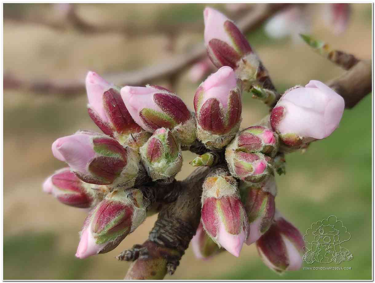yemas de flor de cerezo en primavera