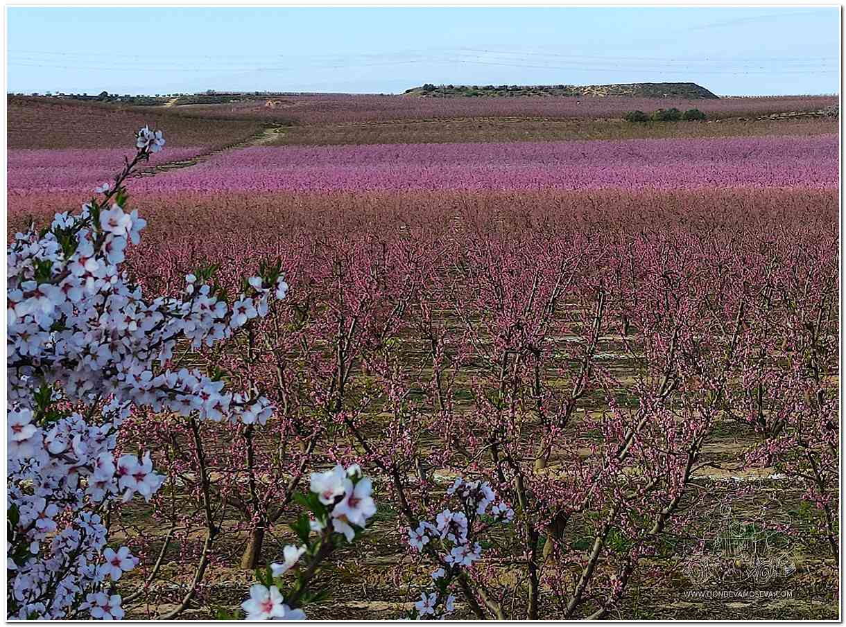 campos de melocotoneros en flor en Aitona Lleida