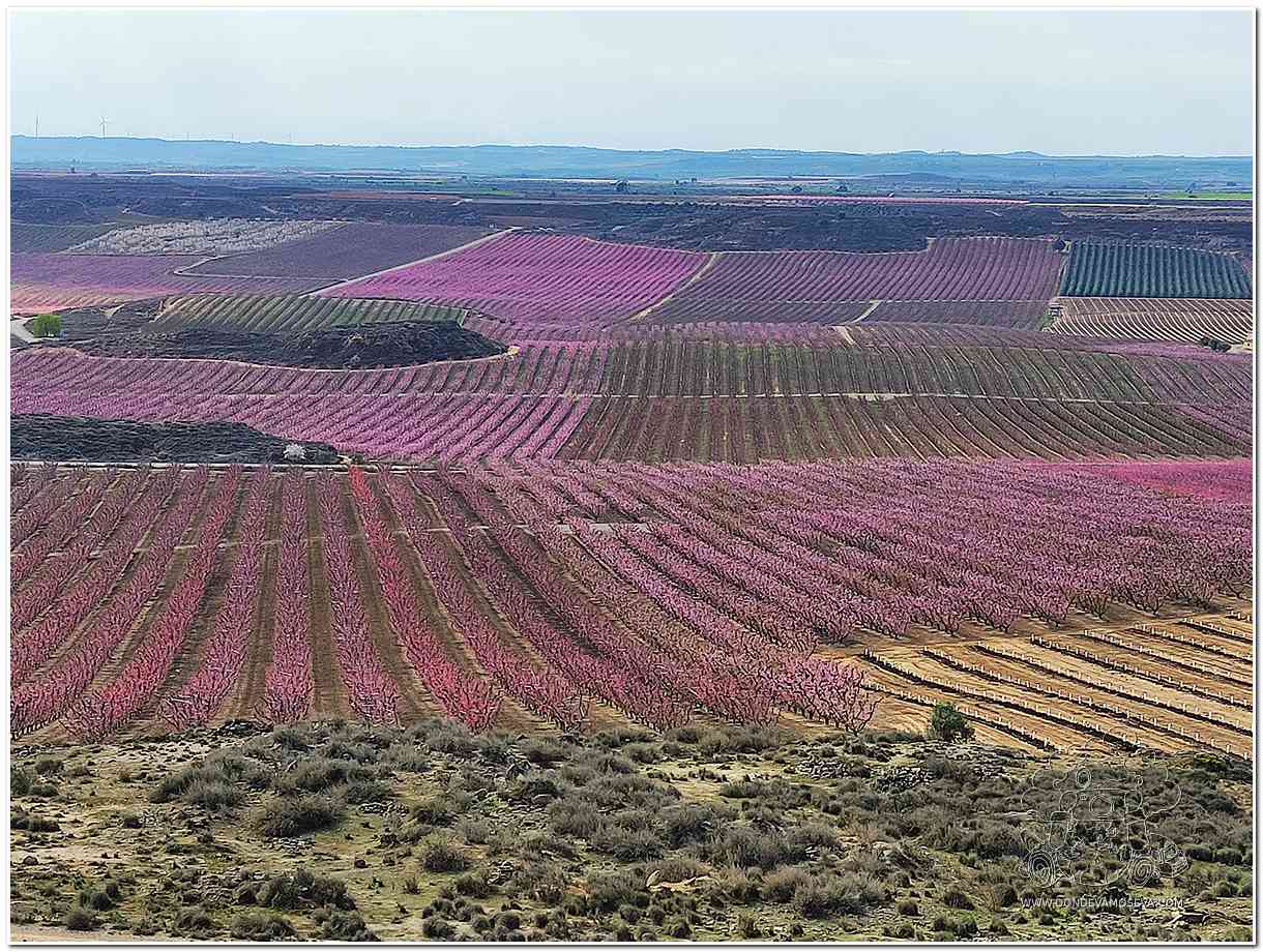 campos de frutales en flor tonos rosa morado y lila Segrià Lleida