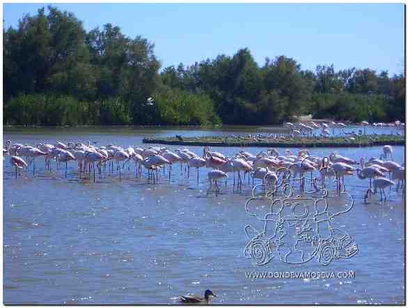 Flamencos rosas en las marismas de la Camarga francesa junto al Canal du Rhône à Sète