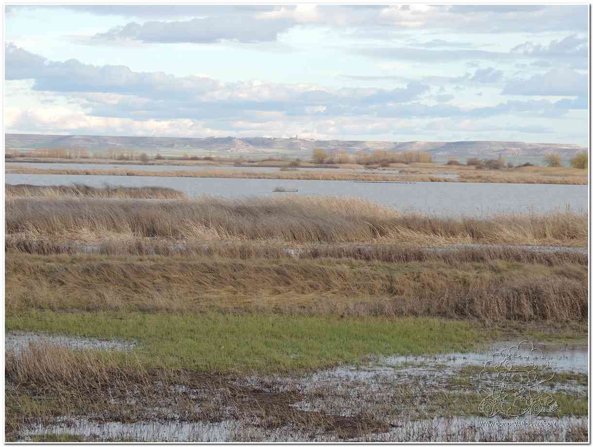 Laguna de la Nava, humedal para observar aves en Palencia