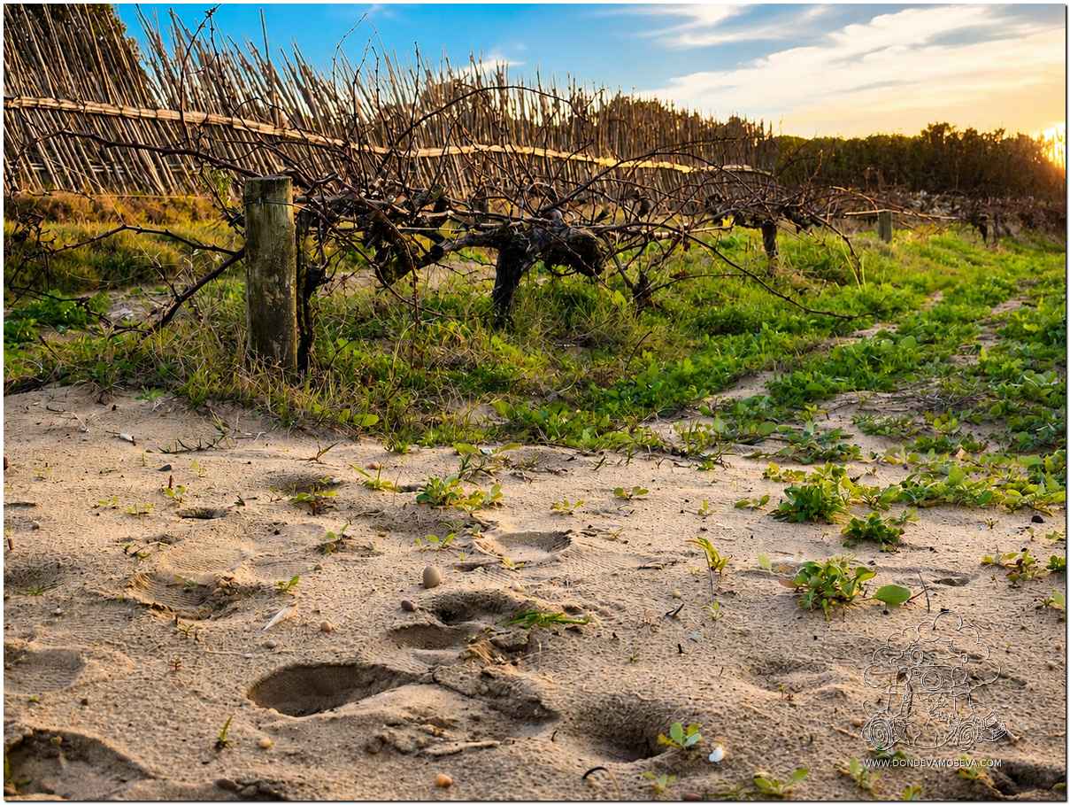 Viñedos de Colares cultivados en la arena de Portugal